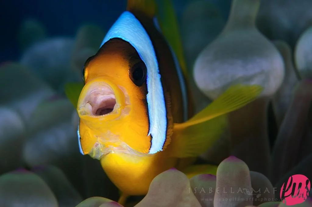 Presine da cucina a forma di pesce Nemo (paio)